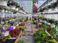 Greenhouse